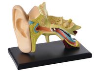 Anatomisk modell Öra 7,7 cm