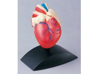 Anatomisk modell Hjärta 1:1